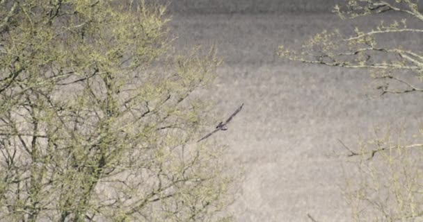 Roofvogel Die Boven Kale Bomen Vliegt — Stockvideo