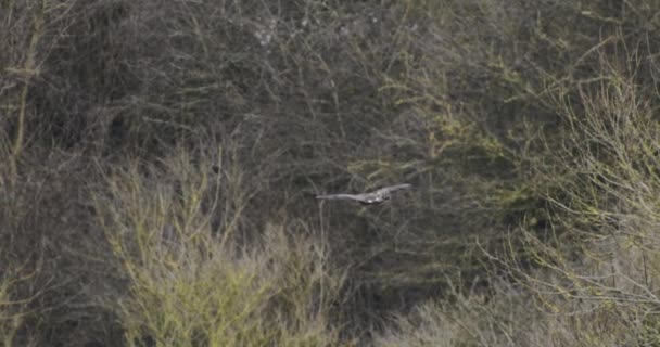 Oiseau de proie volant au-dessus des arbres nus 