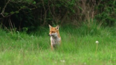 Çimen tarlasında kızıl tilki
