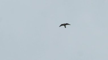 Gökyüzüne karşı uçan şahin