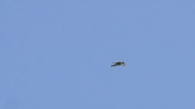 Peregrine şahini mavi gökyüzüne doğru uçuyor.