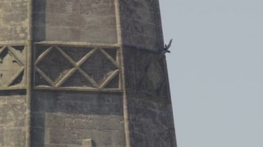 Peregrine Falcon Gotik kuleden havalanıyor ve gökyüzüne doğru uçuyor.
