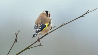 Saka kuşu kışın çıplak dalından havalanıyor.