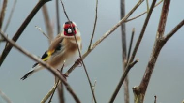 Saka kuşu kışın çıplak dala tünedi.