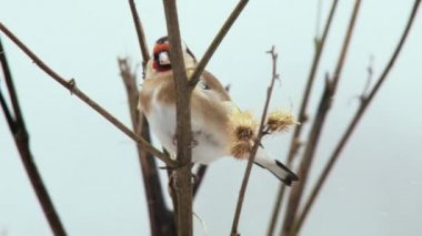 Saka kuşu çıplak dala tünemiş.
