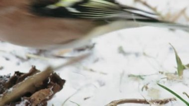 Karla kaplı tarlada kuş yemi