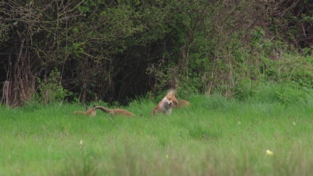 Red Fox Puppies Grassy Field — Stock Video