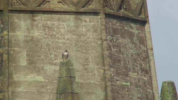 Halcón Peregrino Posado Torre — Vídeos de Stock