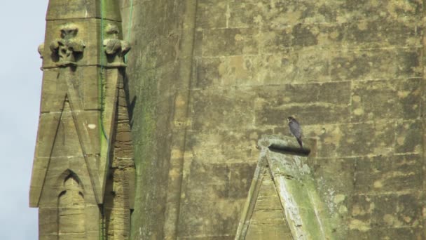 Falco Pellegrino Appollaiato Sulla Torre — Video Stock