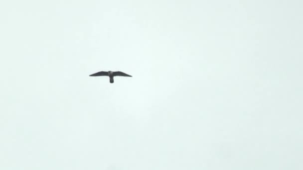 Faucons Pèlerins Volant Contre Ciel — Video