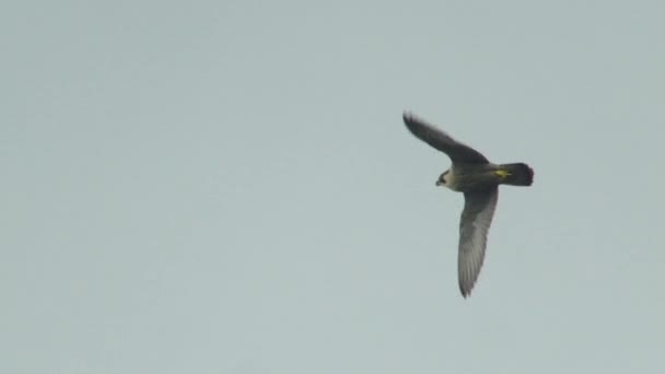 Falcão Peregrino Voando Contra Céu — Vídeo de Stock