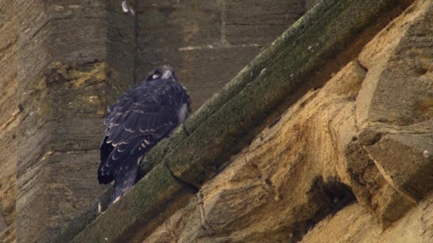 Peregrine Falcon Building — Stock Video