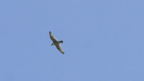 Peregrine Falcon Летит Голубому Небу — стоковое видео