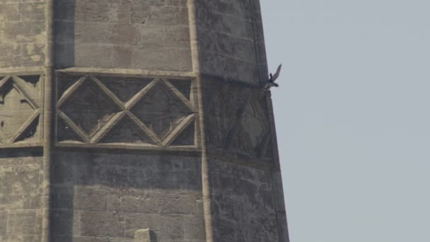 Peregrijnse Valk Opstijgen Van Gotische Toren Vliegen Tegen Lucht — Stockvideo