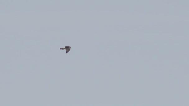 Halcón Peregrino Volando Aterrizando Torre Gótica — Vídeo de stock