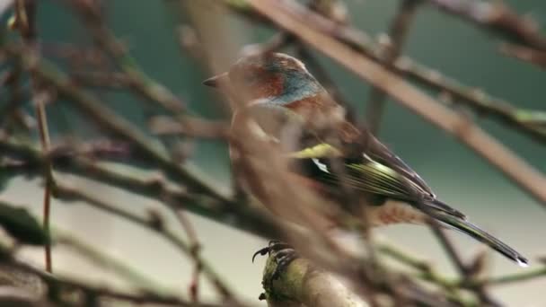 Small Bird Bare Branches Winter — Stock Video