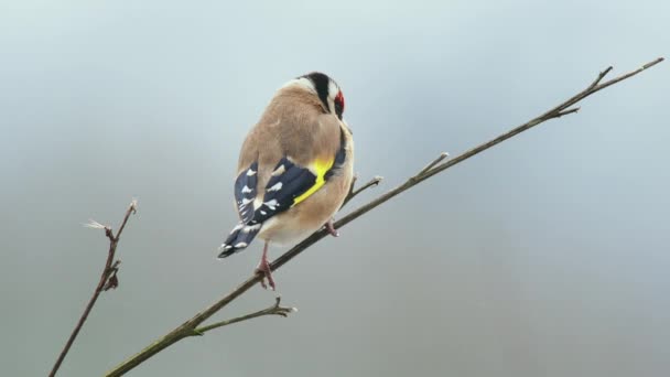 Goldfinch Felszáll Csupasz Ágról Télen — Stock videók