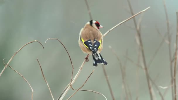Goldfinch Ramo Inverno — Vídeo de Stock