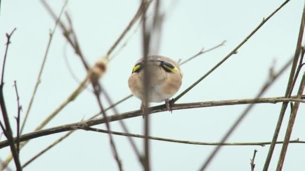 Goldfinch Holé Větvi Zimě — Stock video