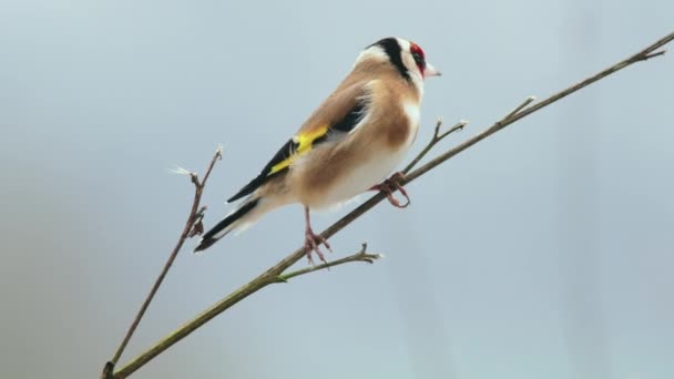 Goldfinch Gołej Gałęzi Zimie — Wideo stockowe