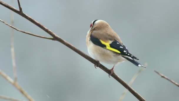 Goldfinch Голій Гілці Взимку — стокове відео