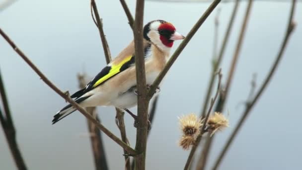 Goldfinch Felszáll Csupasz Ágról Télen — Stock videók