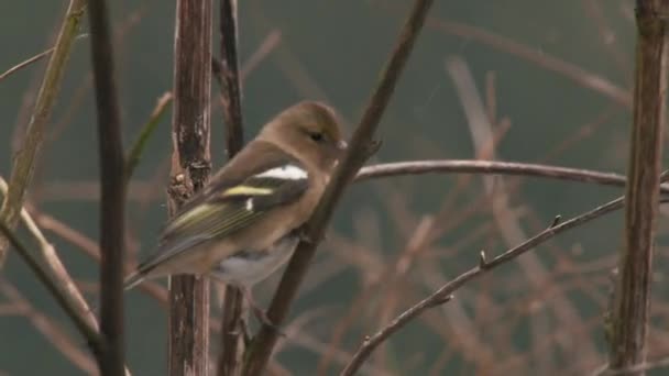 Pájaro Pequeño Posado Rama Desnuda Invierno — Vídeos de Stock