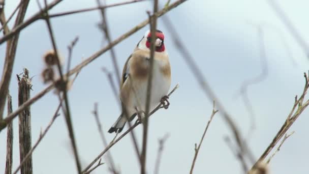 Goldfinch Sedí Holé Větvi — Stock video