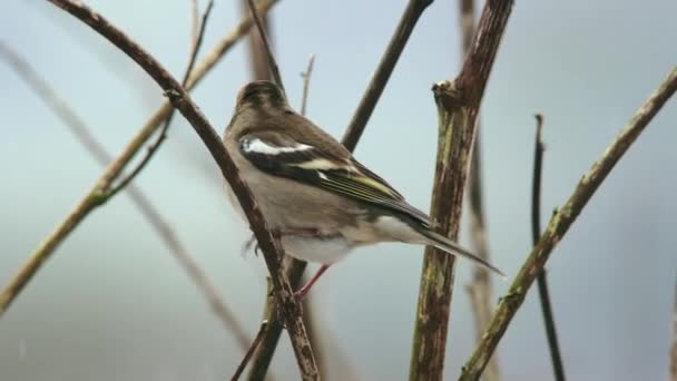 Pájaro Despegando Rama Desnuda — Vídeos de Stock