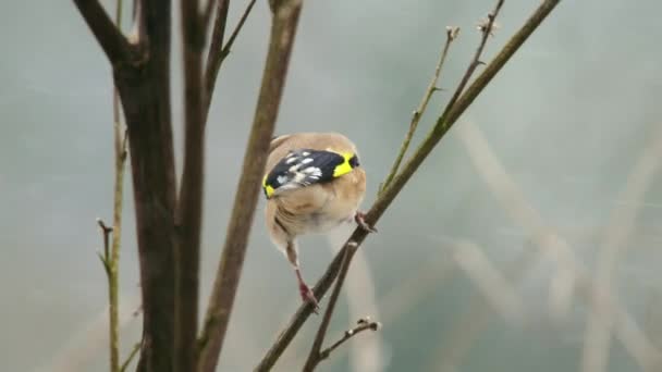 Goldfinch Perching Bare Branch — Stock Video