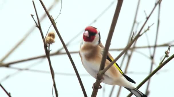 Goldfinch Sedí Holé Větvi — Stock video