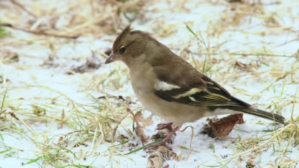 Pássaro Alimentando Terra Coberta Neve — Vídeo de Stock