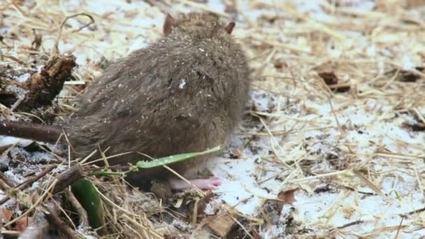 雪に覆われた地面にマウスの餌 — ストック動画