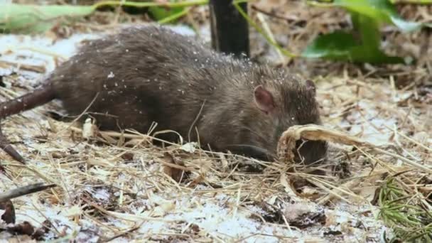Souris se nourrissant sur sol enneigé 