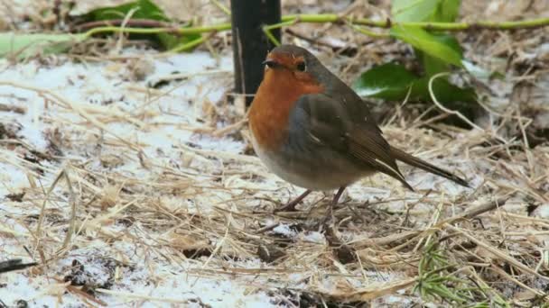European Robin Snow Covered Ground — Stock Video