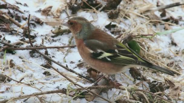 Bird Feeding Snow Covered Ground — Stock Video