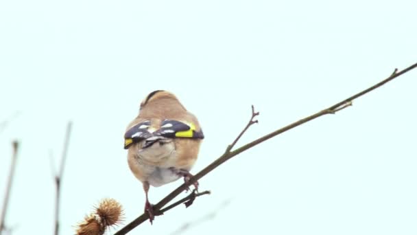 Goldfinch Perching Feeding Bare Branch — Stock Video