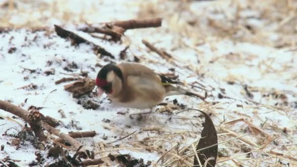Goldfinch Żywiący Się Pokrytym Śniegiem Gruntem — Wideo stockowe