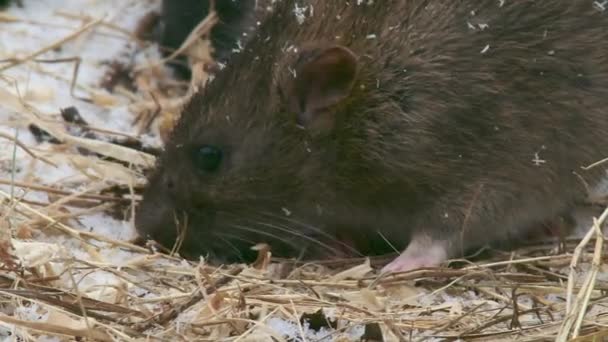 Souris se nourrissant sur sol enneigé 