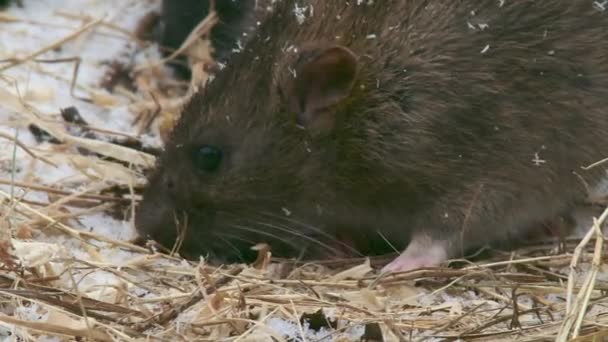 Ratón Alimentándose Suelo Cubierto Nieve — Vídeo de stock