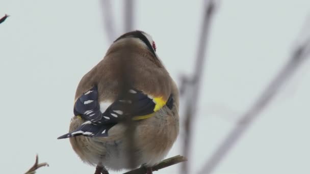 Goldfinch Sedí Holé Větvi — Stock video