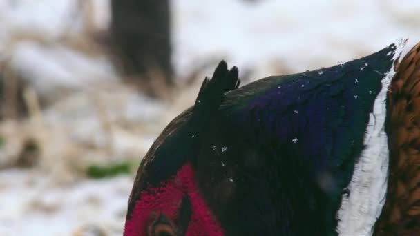 Pássaro Faisão Neve — Vídeo de Stock