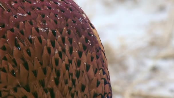 Faisan Oiseau Dans Neige — Video