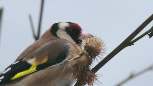 Goldfinch Perching Bare Branch — Stock Video