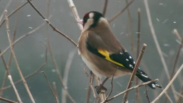 Goldfinch Zittend Tak Sneeuw — Stockvideo