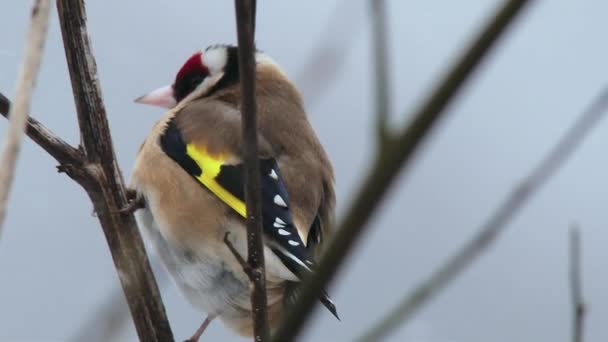 Goldfinch Perching Branch Snow — Stock Video