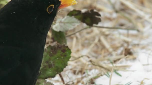Pássaro Negro Comum Campo Coberto Neve — Vídeo de Stock