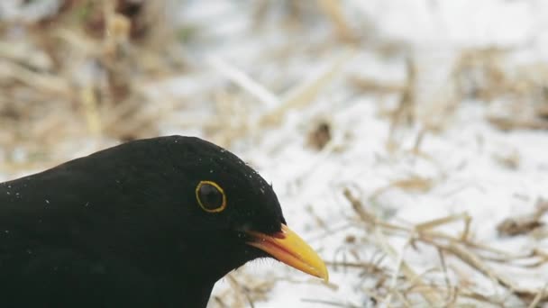 Pássaro Negro Comum Campo Coberto Neve — Vídeo de Stock