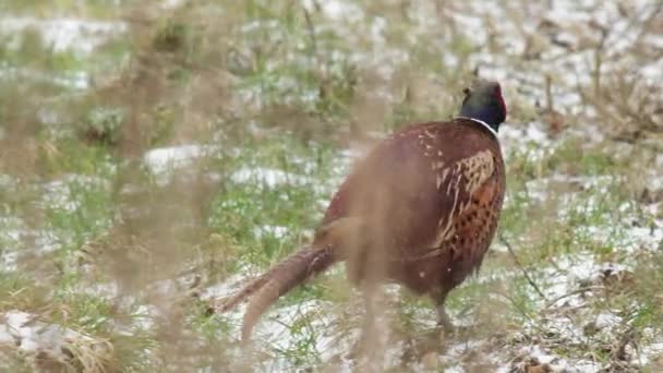 Pheasant Walking Snow Covered Grass — Stock Video
