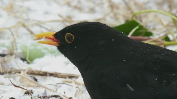 Pássaro Negro Comum Campo Coberto Neve — Vídeo de Stock